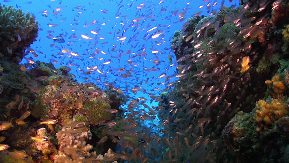 Huge Shoal of Small Fish on Coral Reef Huge Shoal of Small Fish on Coral Reef