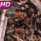 Working Day in the Anthill - VideoHive Item for Sale