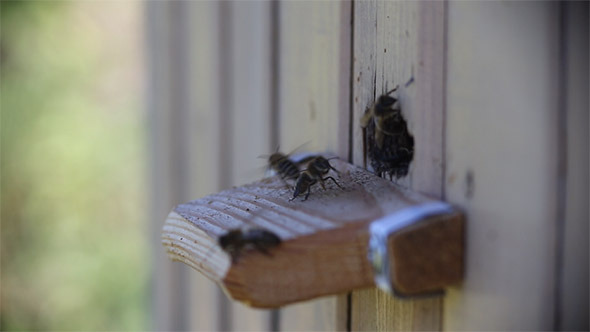 Bees Pack Bees Pack