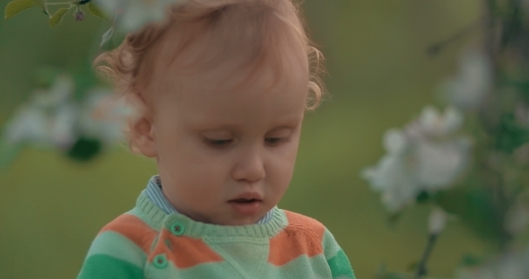 Little Child In The Park With Bloomy Trees Little Child In The Park With Bloomy Trees