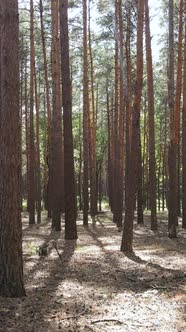 Vertical Video of Forest Landscape with Pine Trees in Summer Slow Motion alt