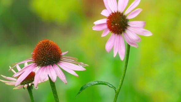 Echinacea Flowers In Rain Echinacea Flowers In Rain