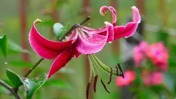 Pink Lily Flower In Rain Pink Lily Flower In Rain
