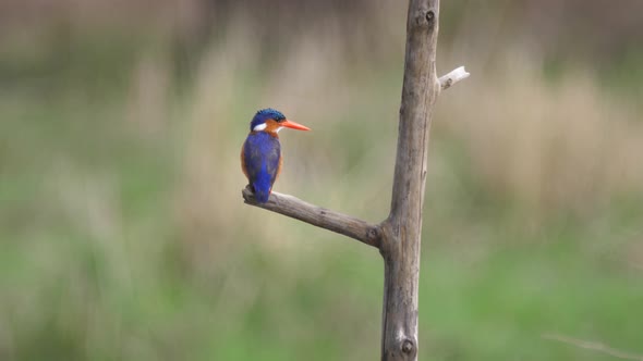 Kingfisher on a branch alt