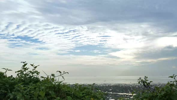 Wide Tracking Shot Of Wetland Swamp Muddy Sandy Beach With Plants And Flowers Foreground alt