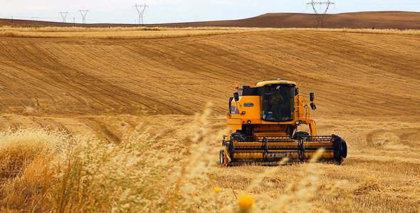 Wheat Harvesting Wheat Harvesting