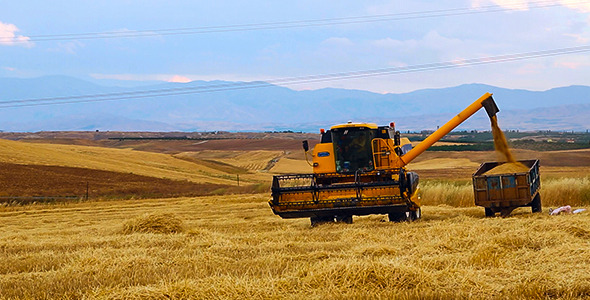 Wheat Harvest Wheat Harvest