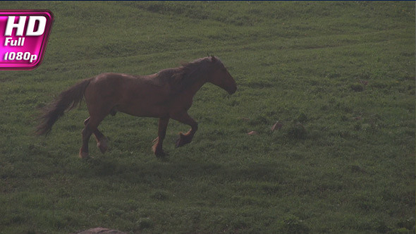 Horse in Morning Fog Horse in Morning Fog