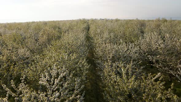 Aerial View of Orchards with Flowers Rural Agricultural Spring Landscape alt
