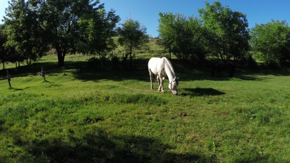 White Horse Grazing