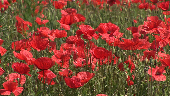 Summer Field Of Red Poppies