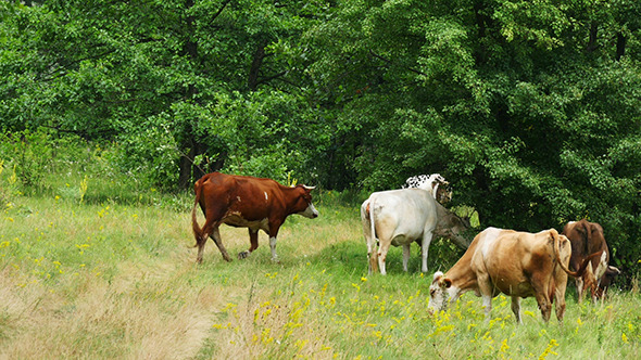 Cows Grazing On Green Summer Meadow Cows Grazing On Green Summer Meadow