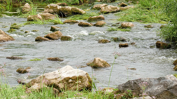 Landscape Of The River With Stones And Reeds Landscape Of The River With Stones And Reeds