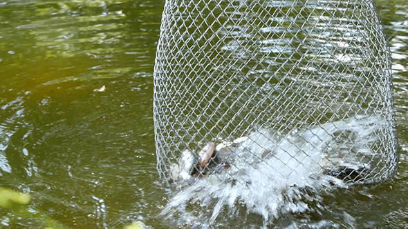 Fishes Are In A Corf alt