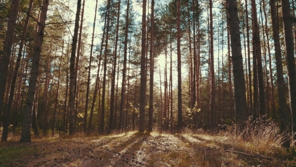 Sun Rays In a Pine Forest Sun Rays In a Pine Forest