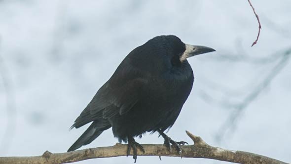 Crow On A Branch Looks Around Crow On A Branch Looks Around