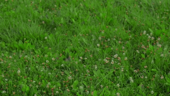 Adult Man Resting On The Field Adult Man Resting On The Field