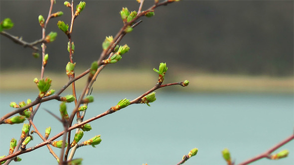 First Spring Buds First Spring Buds
