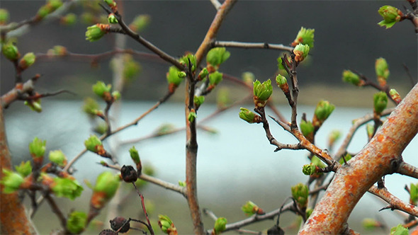 Spring Buds alt