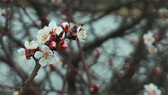 Spring Flower of Apricot Spring Flower of Apricot
