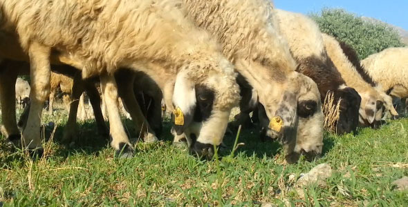 Sheep Sheep