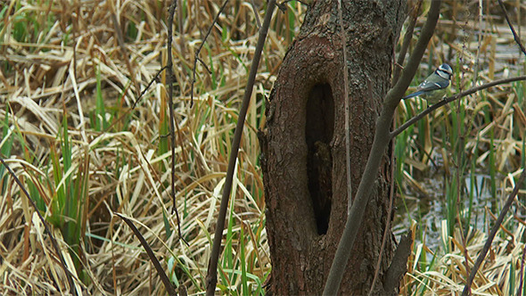 Birds Build Nests alt