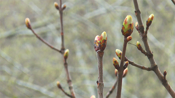 Spring Buds in the Rain Spring Buds in the Rain