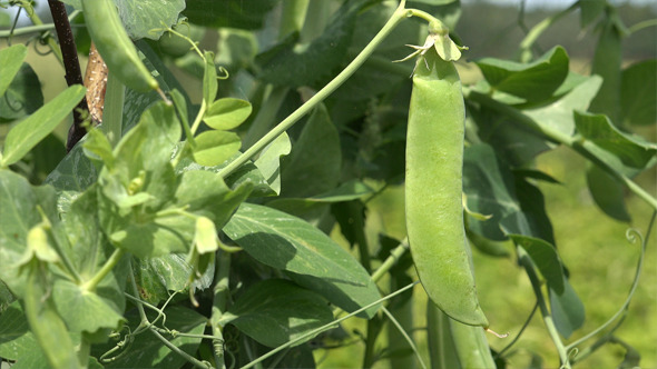 Peas Peas