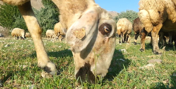 Sheep Sheep