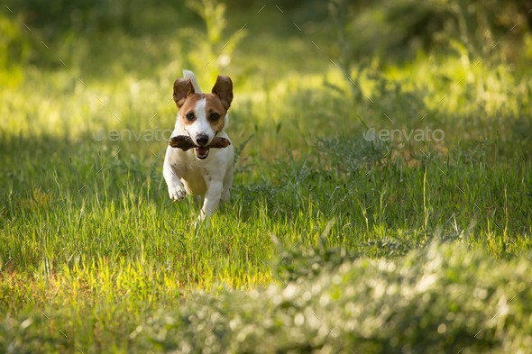 Dog fetching stick - Stock Photo - Images