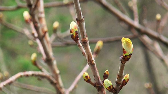 Chestnut Buds in the Rain Chestnut Buds in the Rain