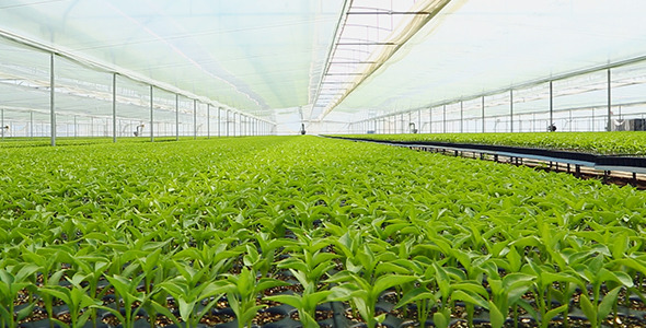 Horticultural Crops Horticultural Crops