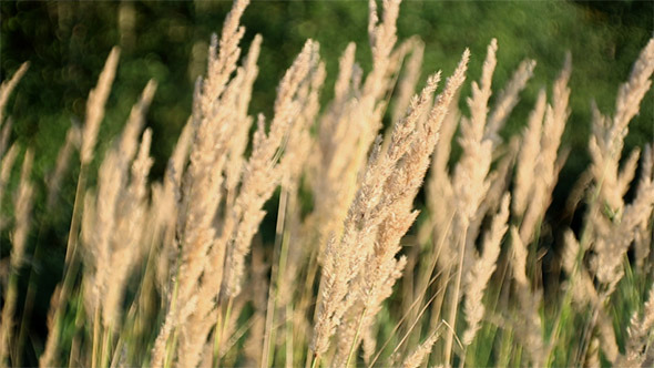Grass on the Wind 2 Grass on the Wind 2