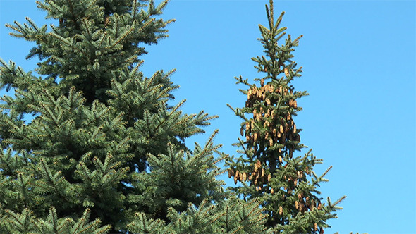 Fir Cones alt