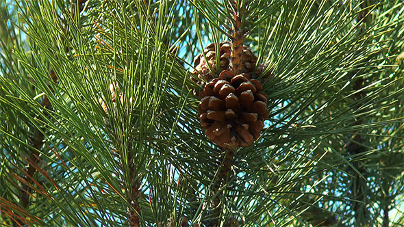 Pine Cones Pine Cones