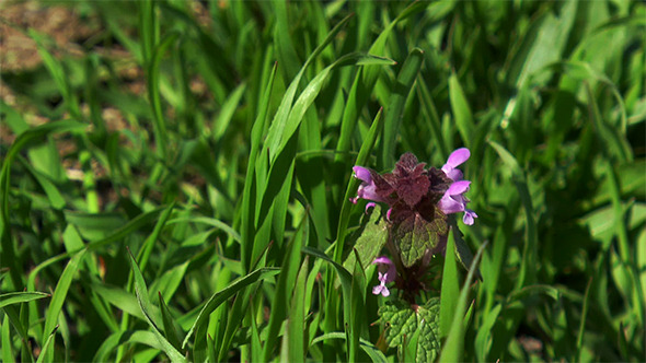 Wild Flower Wild Flower