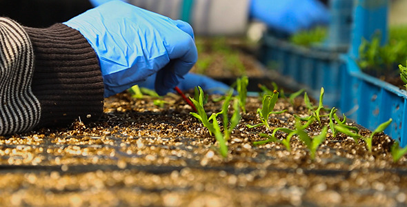 Greenhouse Operations alt