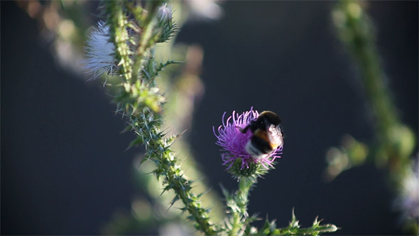 Bumblebee on Flower Bumblebee on Flower