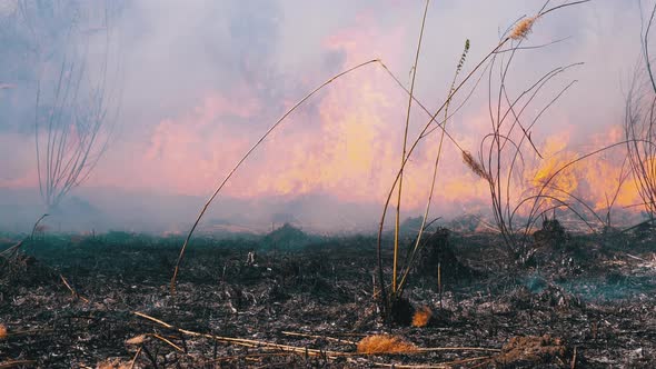 Fire in the Forest. Burning Dry Grass, Trees and Reeds. Wildfire. Slow Motion. alt