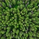 Horizonless Evergreen Coniferous Forest. Aerial Top View From Above - VideoHive Item for Sale