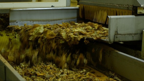 Tobacco Leaves Transported by Conveyor Belt Tobacco Leaves Transported by Conveyor Belt