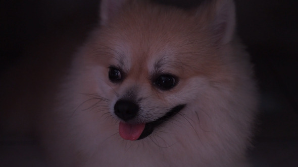 White Dog White Dog
