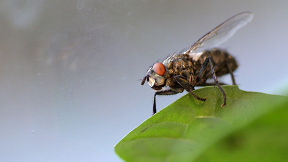 Housefly Fly Setting In Green Leaf Housefly Fly Setting In Green Leaf