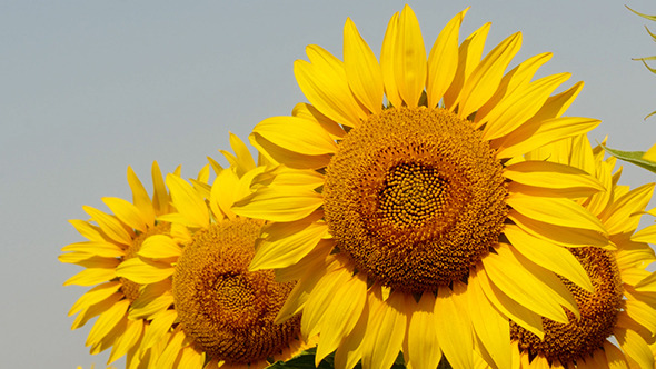 Beautiful Blooming Field Of Sunflowers Beautiful Blooming Field Of Sunflowers