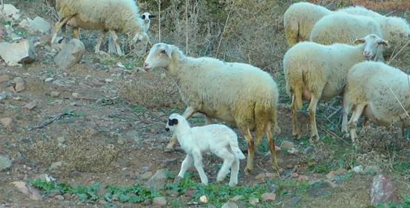 Sheep 1 Sheep 1