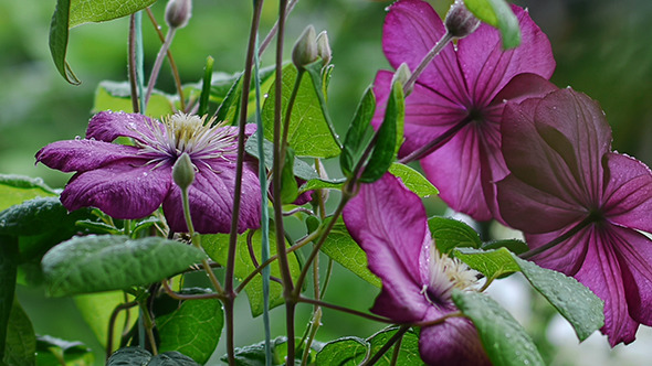 Raindrops Falling On Clematis Flowers 1