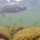 Flock of Rainbow Trout Under Water - VideoHive Item for Sale