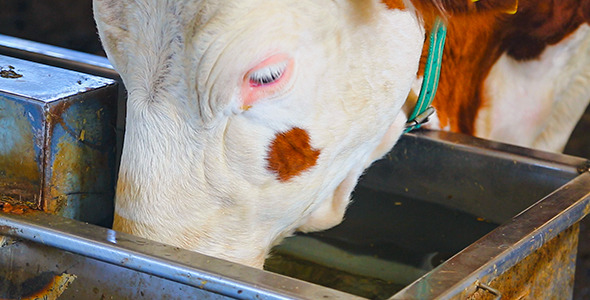 Livestock Farm Livestock Farm