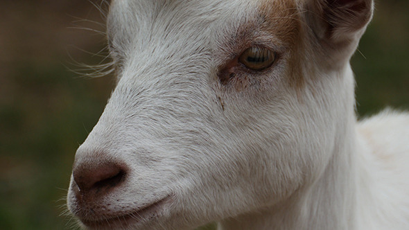 Beautiful Young Goats