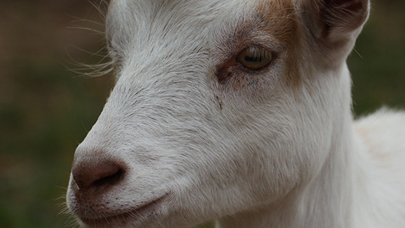 Beautiful Young Goats Beautiful Young Goats